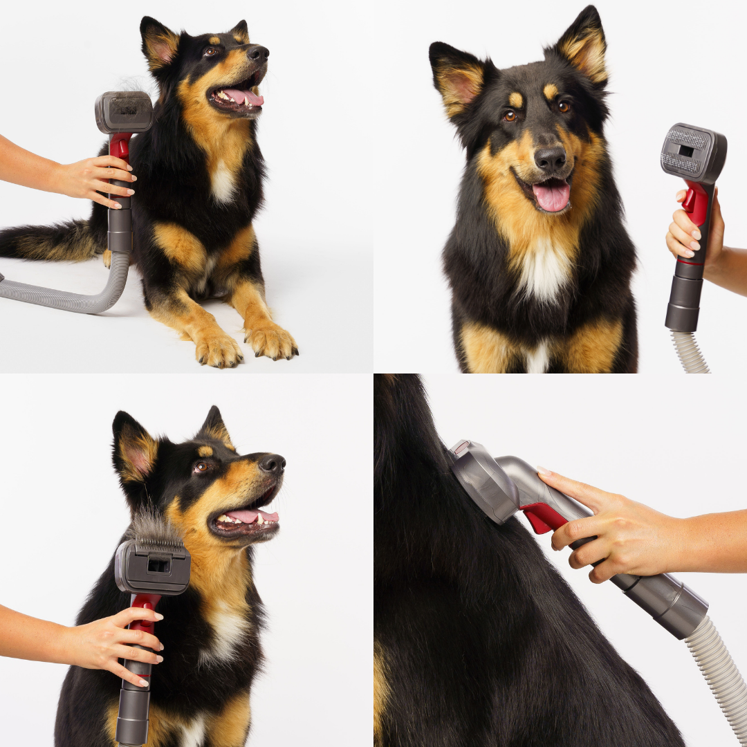 The GROOMI Kit is a quick, mess-free dog grooming brush that connects to vacuums. Ideal for all dog hair types, it features three heads: Slicker, De-Shed, and Rake. This self-cleaning tool captures loose fur efficiently, is allergen-friendly, and perfect for home use. Reduces shedding, saves time, and maintains a clean, fur-free home. Includes a universal vacuum adaptor and storage bag, making grooming simple and effective for any dog breed.