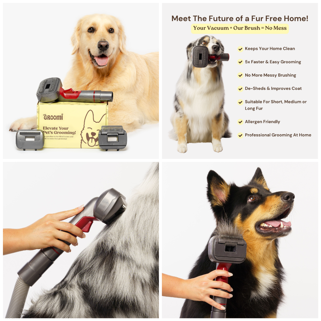 The GROOMI Kit is a quick, mess-free dog grooming brush that connects to vacuums. Ideal for all dog hair types, it features three heads: Slicker, De-Shed, and Rake. This self-cleaning tool captures loose fur efficiently, is allergen-friendly, and perfect for home use. Reduces shedding, saves time, and maintains a clean, fur-free home. Includes a universal vacuum adaptor and storage bag, making grooming simple and effective for any dog breed.