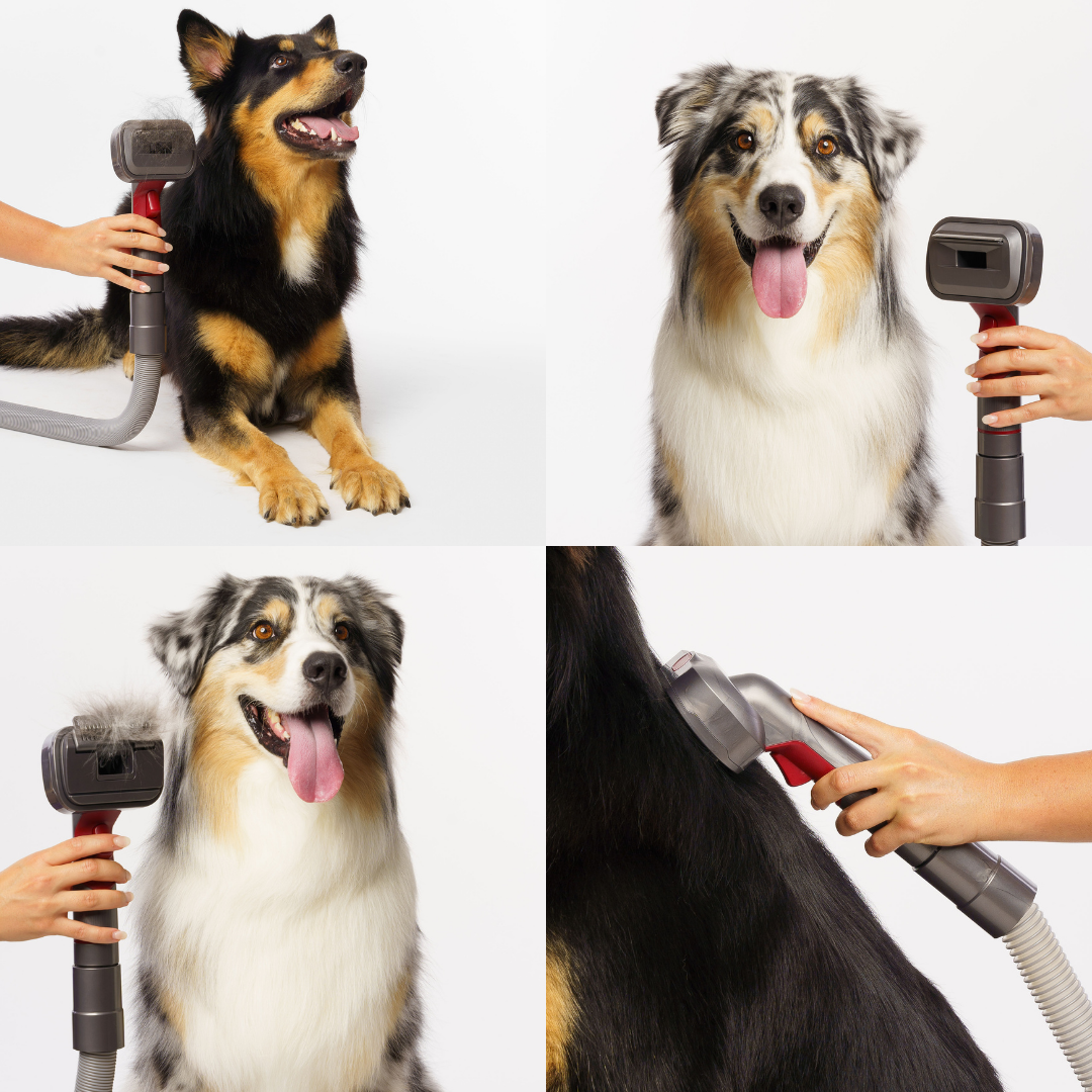 The GROOMI Kit is a quick, mess-free dog grooming brush that connects to vacuums. Ideal for all dog hair types, it features three heads: Slicker, De-Shed, and Rake. This self-cleaning tool captures loose fur efficiently, is allergen-friendly, and perfect for home use. Reduces shedding, saves time, and maintains a clean, fur-free home. Includes a universal vacuum adaptor and storage bag, making grooming simple and effective for any dog breed.