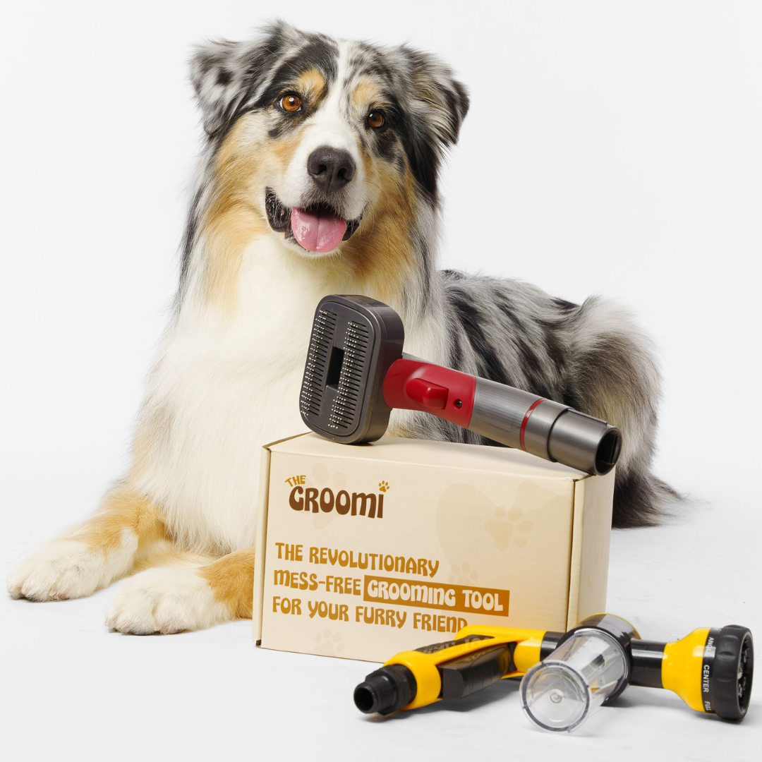 Grooming tools 2024 for australian shepherd