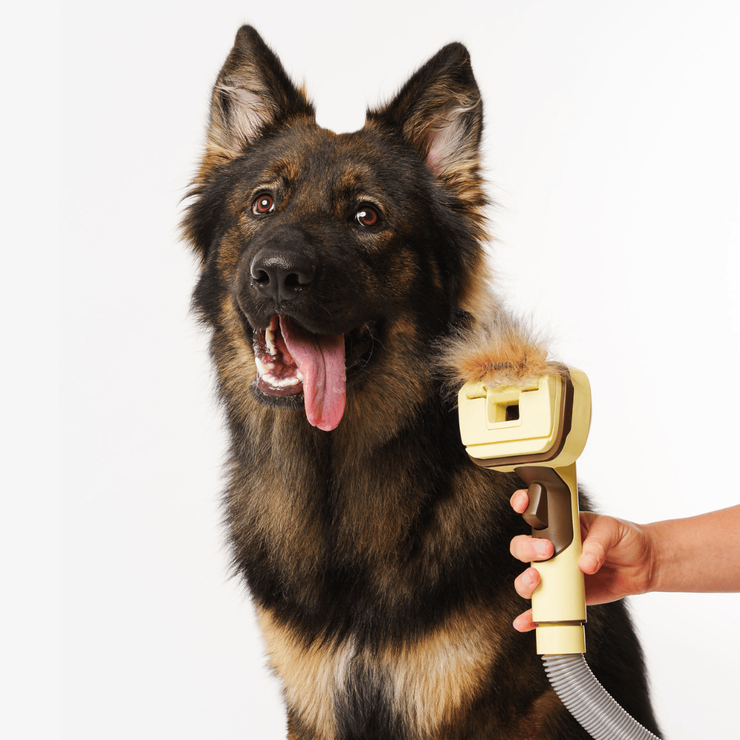 The GROOMI Kit is a quick, mess-free dog grooming brush that connects to vacuums. Ideal for all dog hair types, it features three heads: Slicker, De-Shed, and Rake. This self-cleaning tool captures loose fur efficiently, is allergen-friendly, and perfect for home use. Reduces shedding, saves time, and maintains a clean, fur-free home. Includes a universal vacuum adapter and storage bag, making grooming simple and effective for any dog breed.