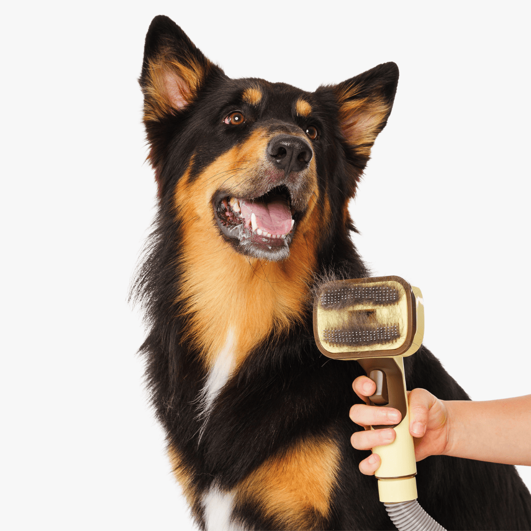 The GROOMI Kit is a quick, mess-free dog grooming brush that connects to vacuums. Ideal for all dog hair types, it features three heads: Slicker, De-Shed, and Rake. This self-cleaning tool captures loose fur efficiently, is allergen-friendly, and perfect for home use. Reduces shedding, saves time, and maintains a clean, fur-free home. Includes a universal vacuum adapter and storage bag, making grooming simple and effective for any dog breed.